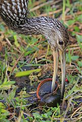 Limpkin